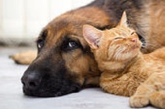 Cat and dog laying together thinking what happens to pets after a divorce